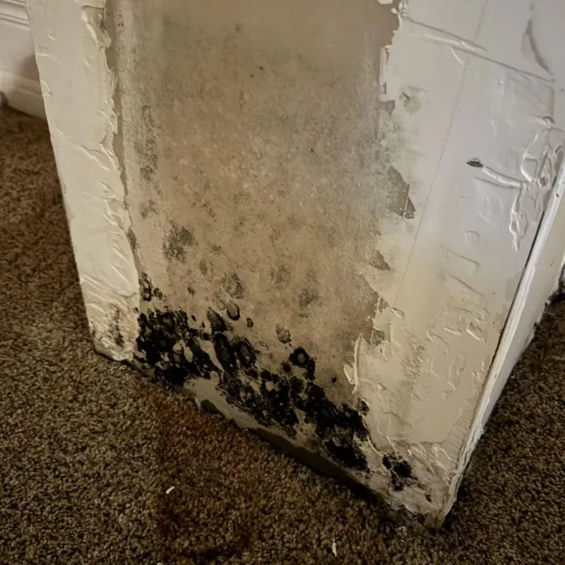 Professional Mold Removal in George West, TX